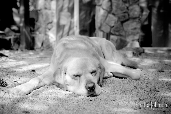 Best Napa Valley Wedding Photos - Sandra Johnson (SJFoto.com)